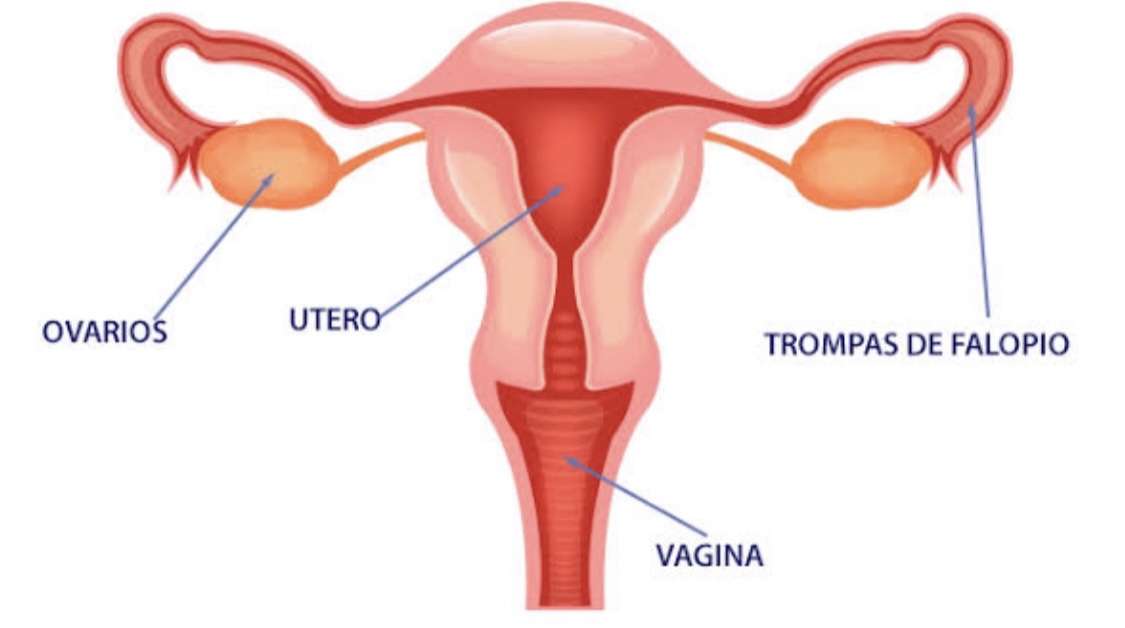 Женска репродуктивна система онлайн пъзел