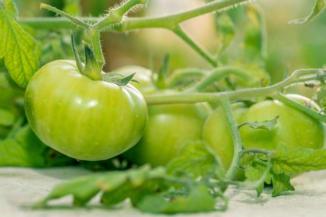 green tomato on white table online puzzle