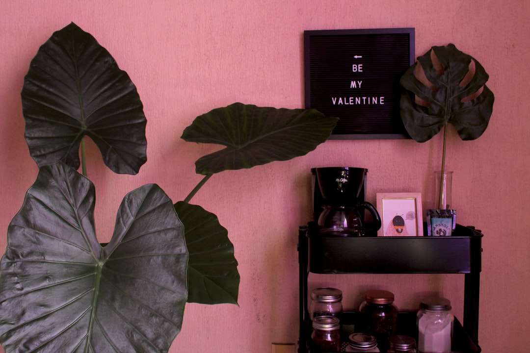 plantă verde lângă aparatul foto DSLR negru puzzle online
