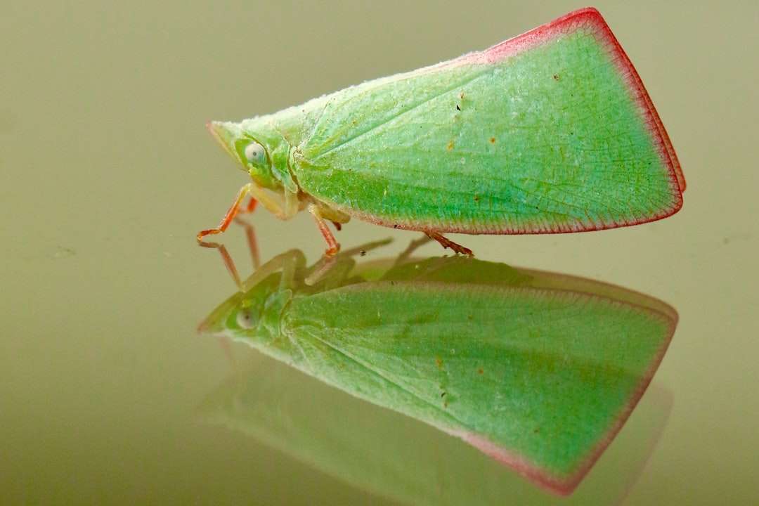 zelená kobylka na zelený list online puzzle