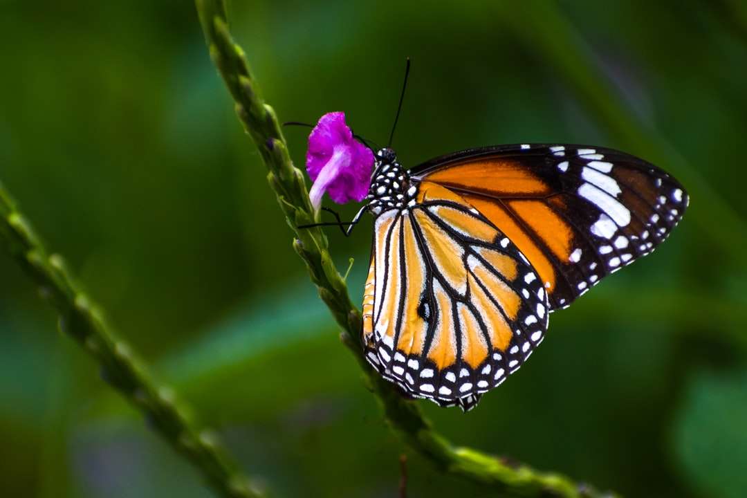 fluture monarh cocoțat pe floarea mov puzzle online