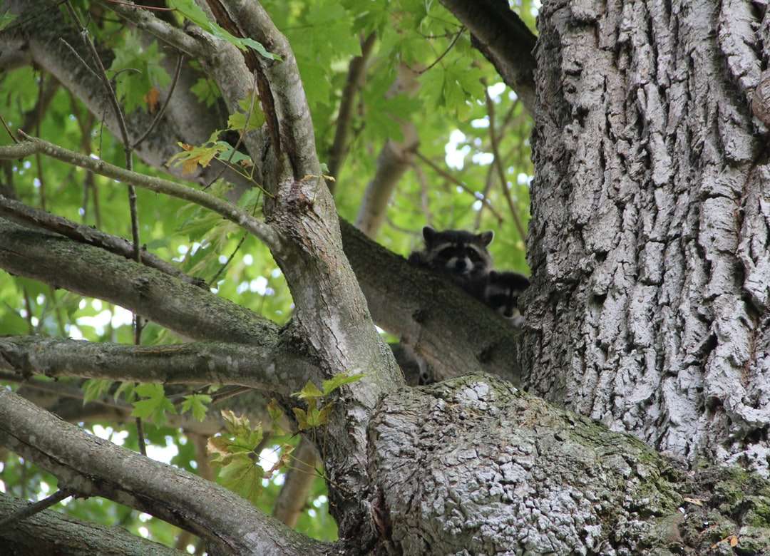 черно-бяла котка на дърво онлайн пъзел