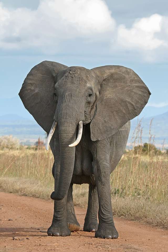 Αφρικανικός ελέφαντας online παζλ