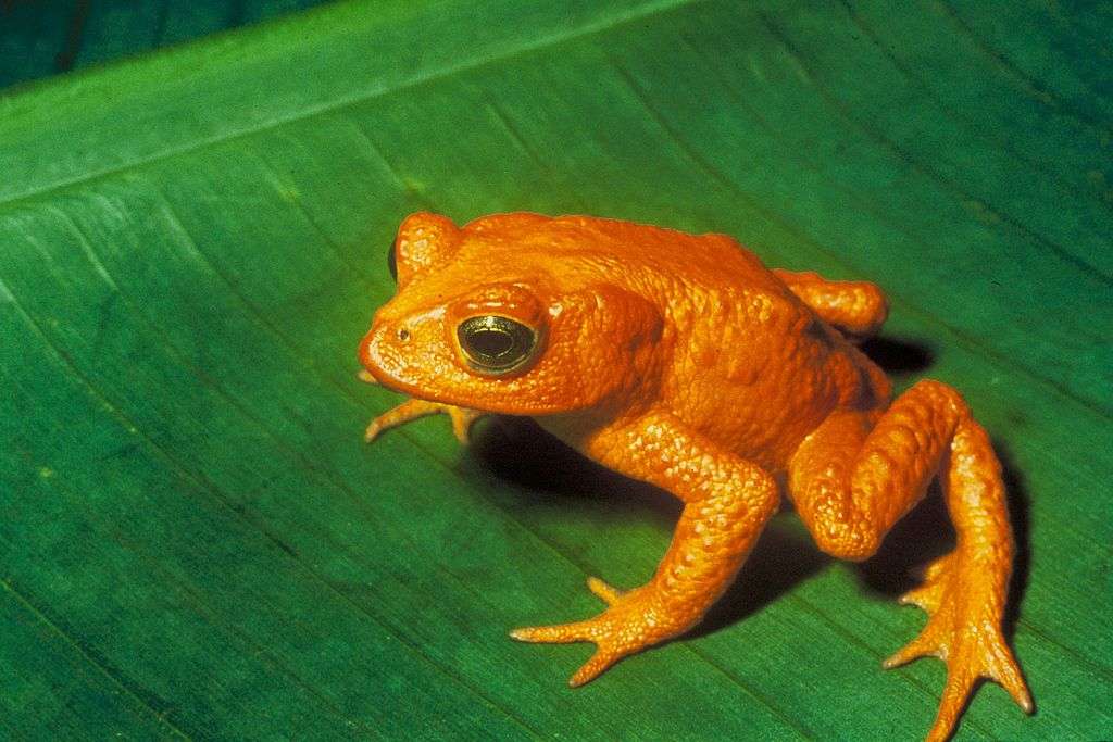 Златна крастава жаба онлайн пъзел