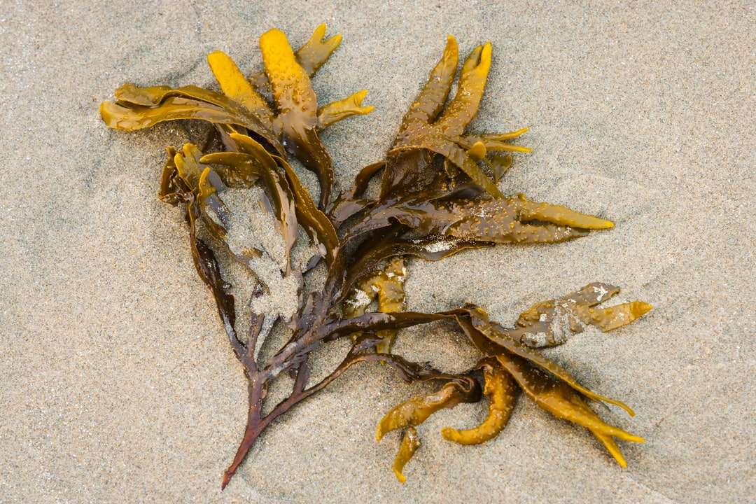 folhas secas marrons na areia branca puzzle online