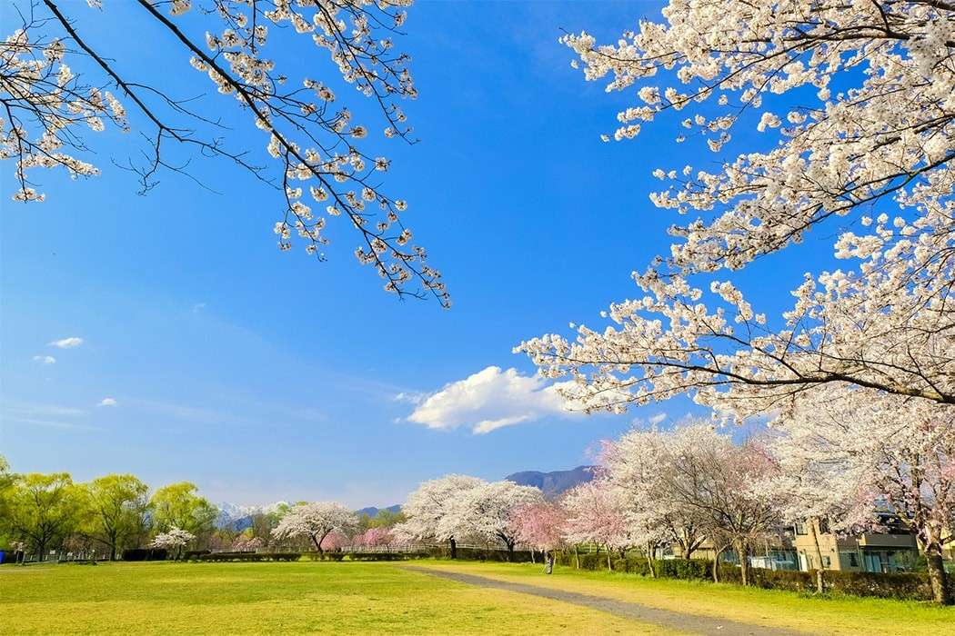 Spring is beautiful jigsaw puzzle online