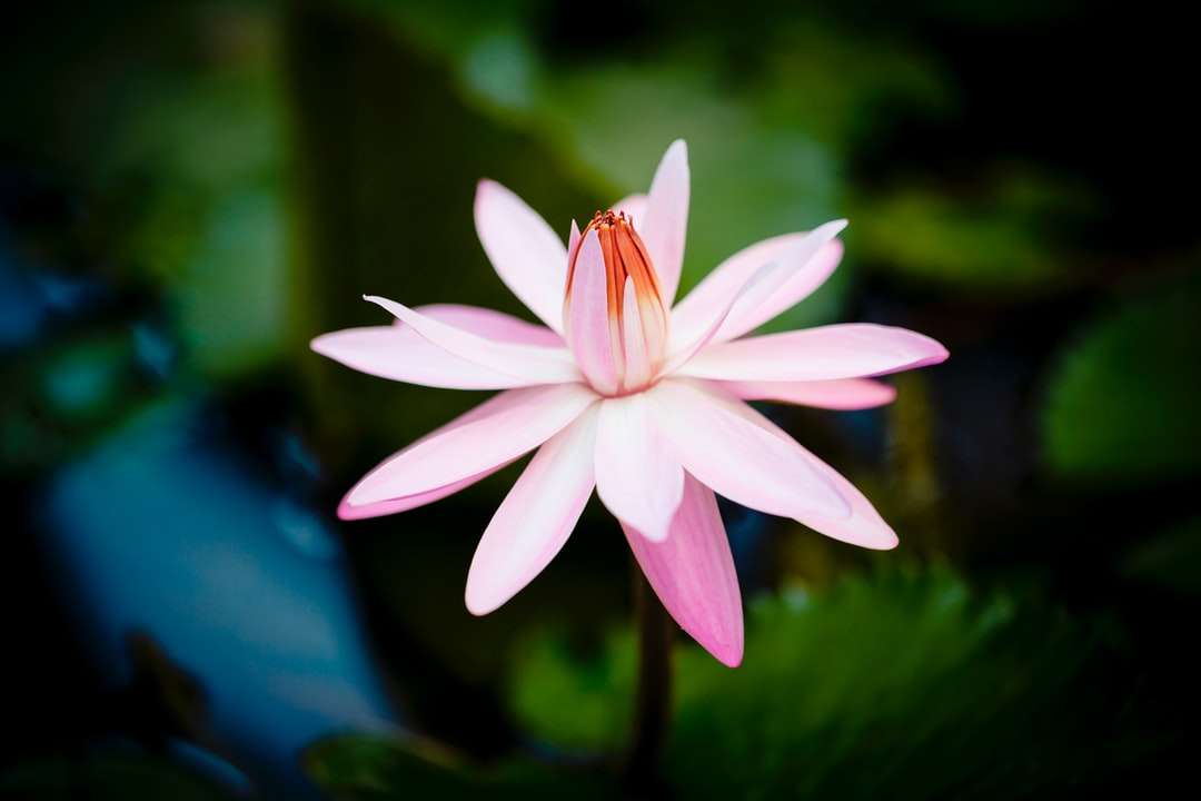 flor rosa e branca em lente tilt shift quebra-cabeças online