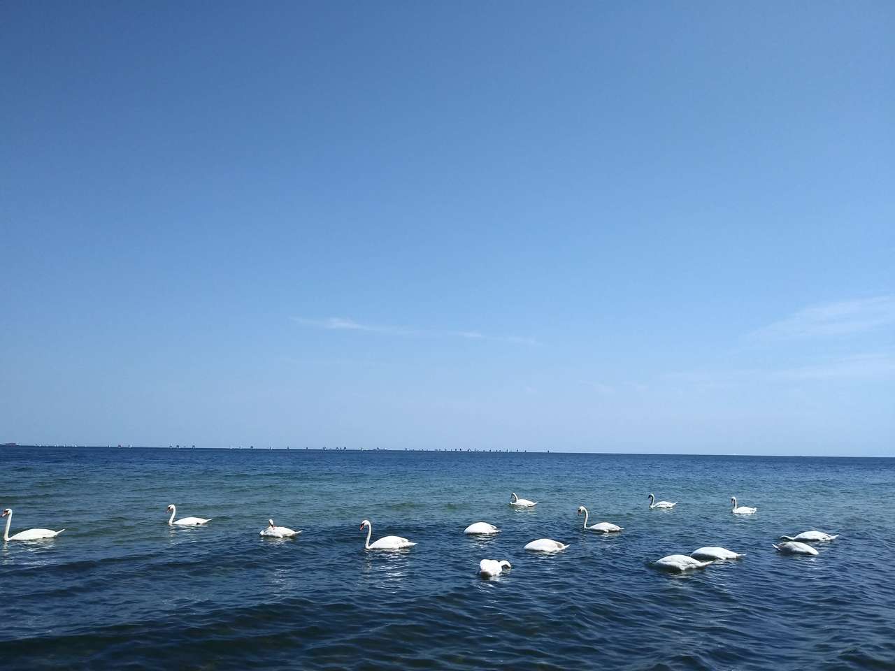 лебеди в Балтийском море онлайн-пазл