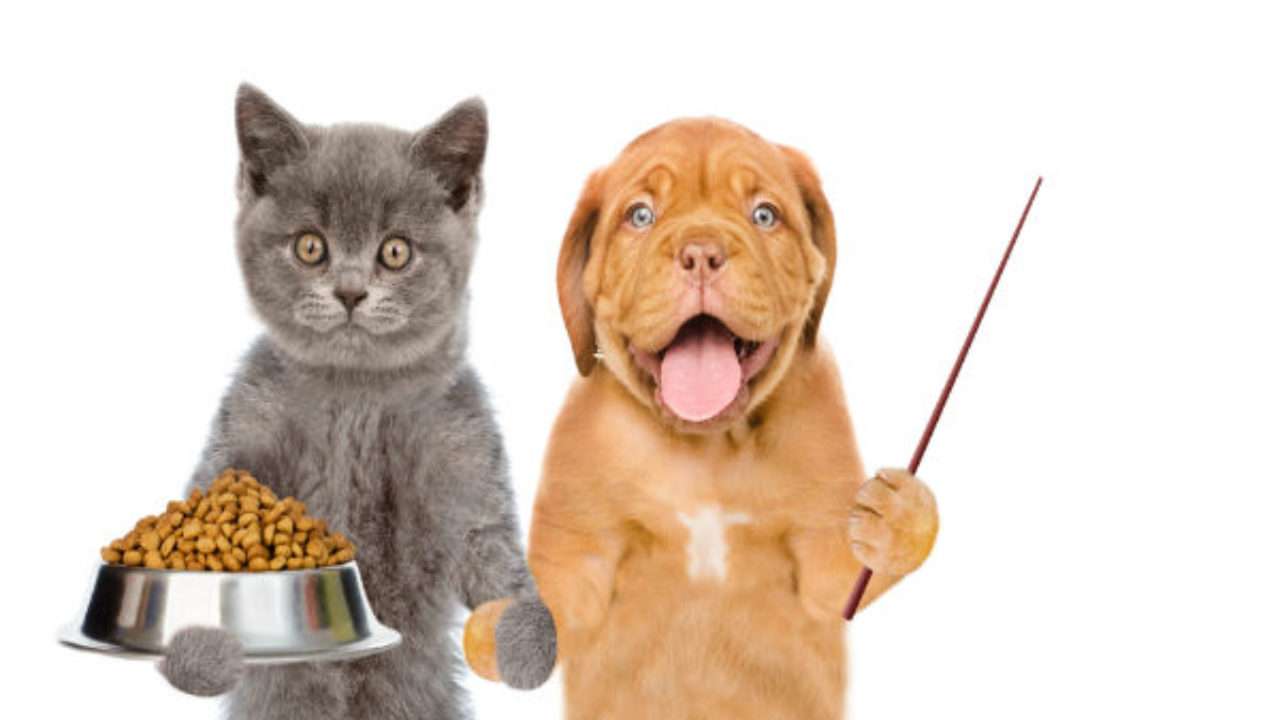 Alimentazione degli animali domestici puzzle online