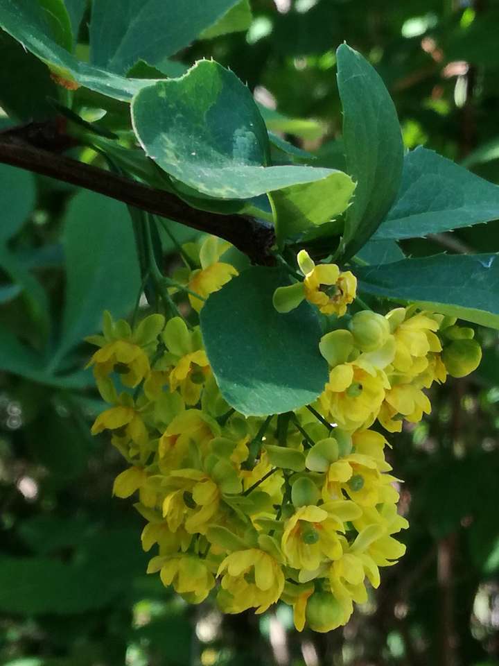 Пучки жовтих квітів онлайн пазл