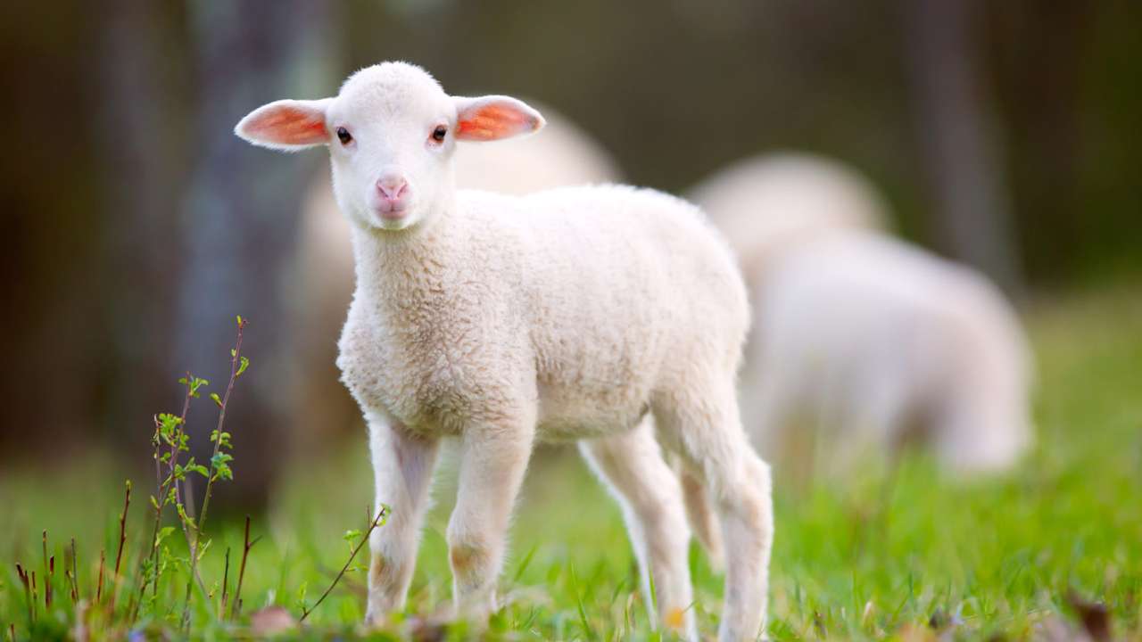 овца пазл онлайн