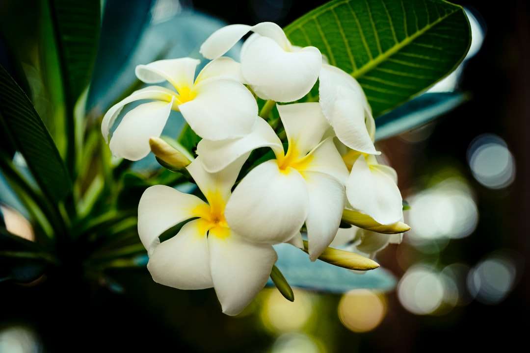 bílý a žlutý květ v makro objektivu skládačky online