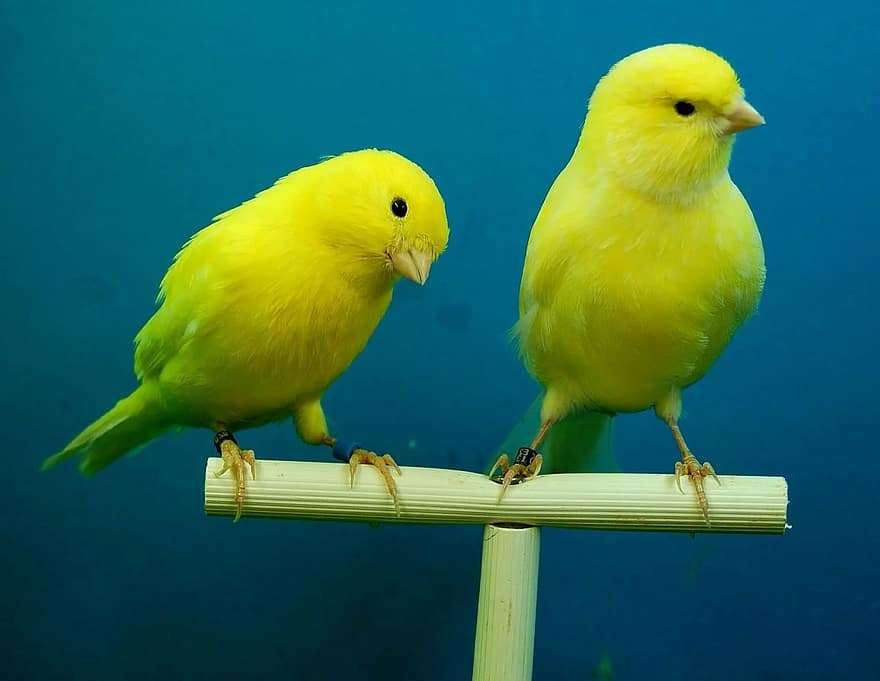 gul kanariefågel pussel på nätet