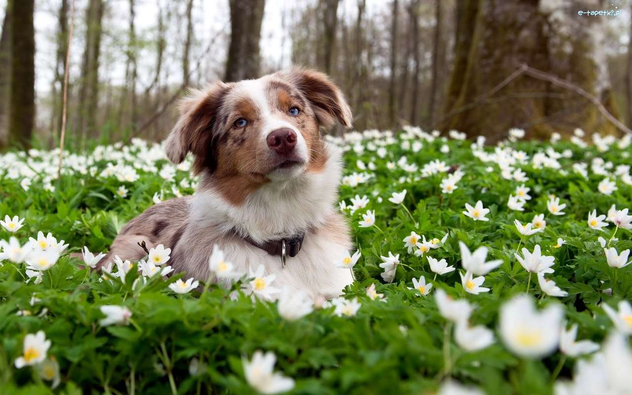petit chien sur une prairie de fleurs puzzle en ligne