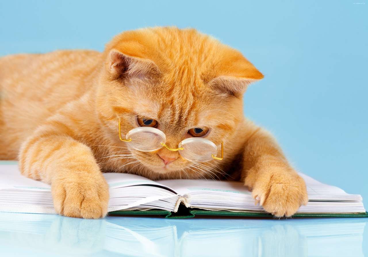 γατάκι διαβάζοντας ένα βιβλίο παζλ online