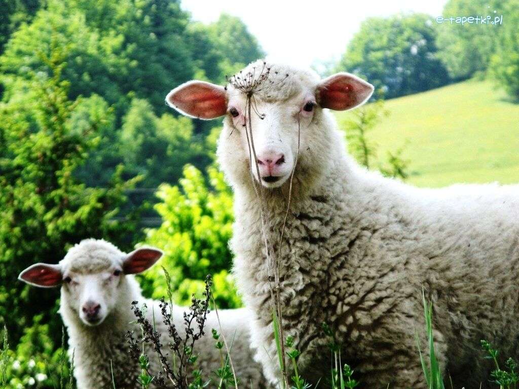 twee schapen online puzzel