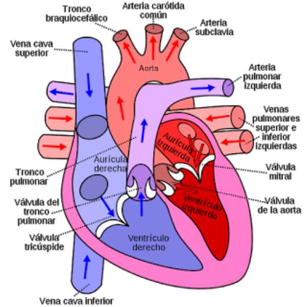 HEART AND ITS PARTS jigsaw puzzle online