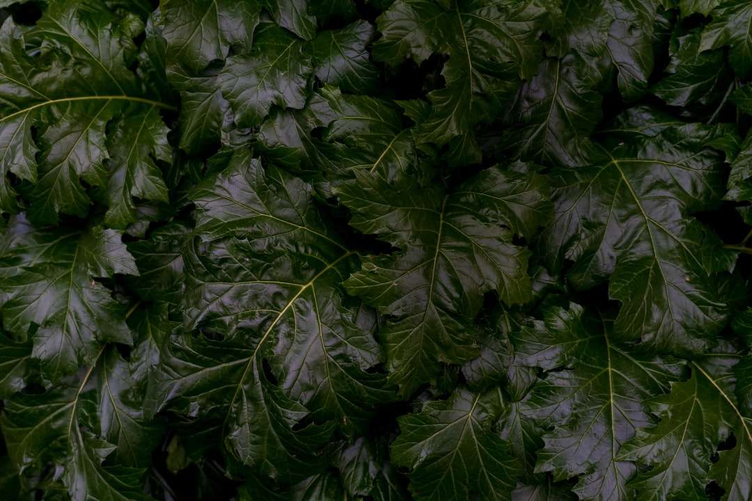 gröna blad växter under dagtid pussel på nätet