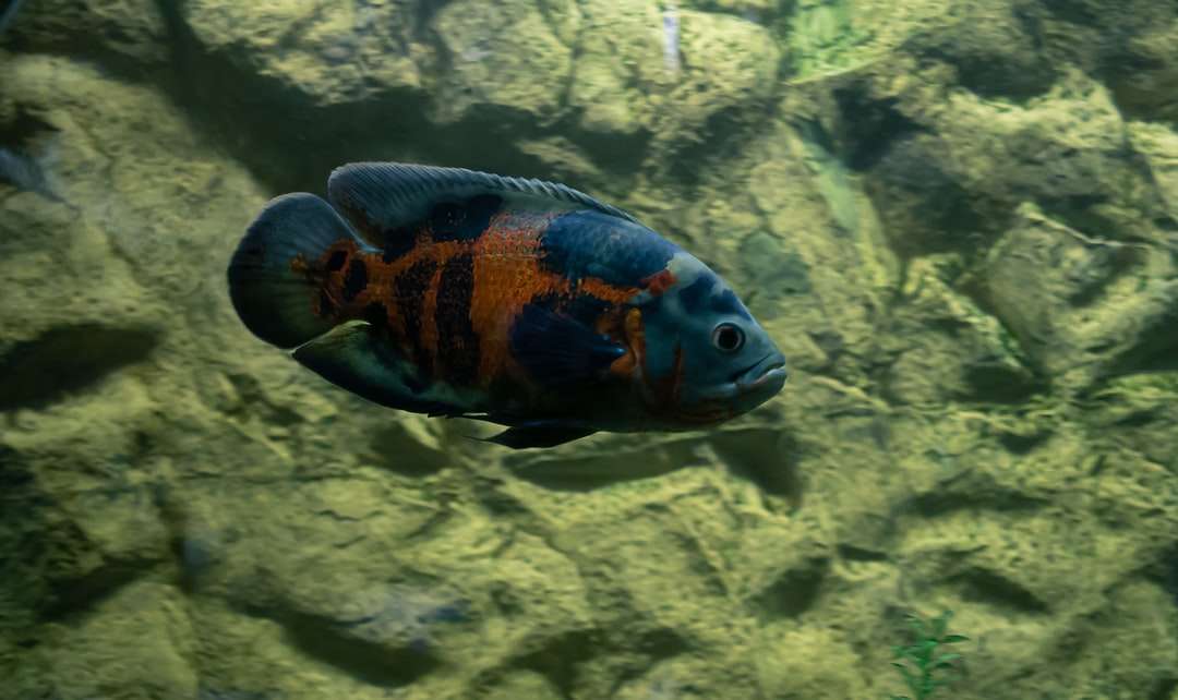 pesce azzurro e arancione sull'acqua puzzle online