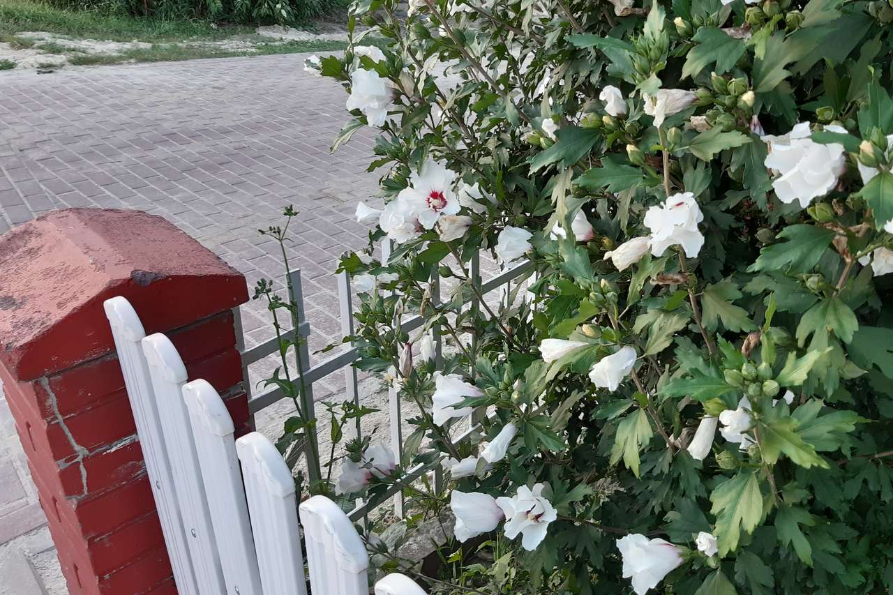 hibisco branco atrás da cerca puzzle online