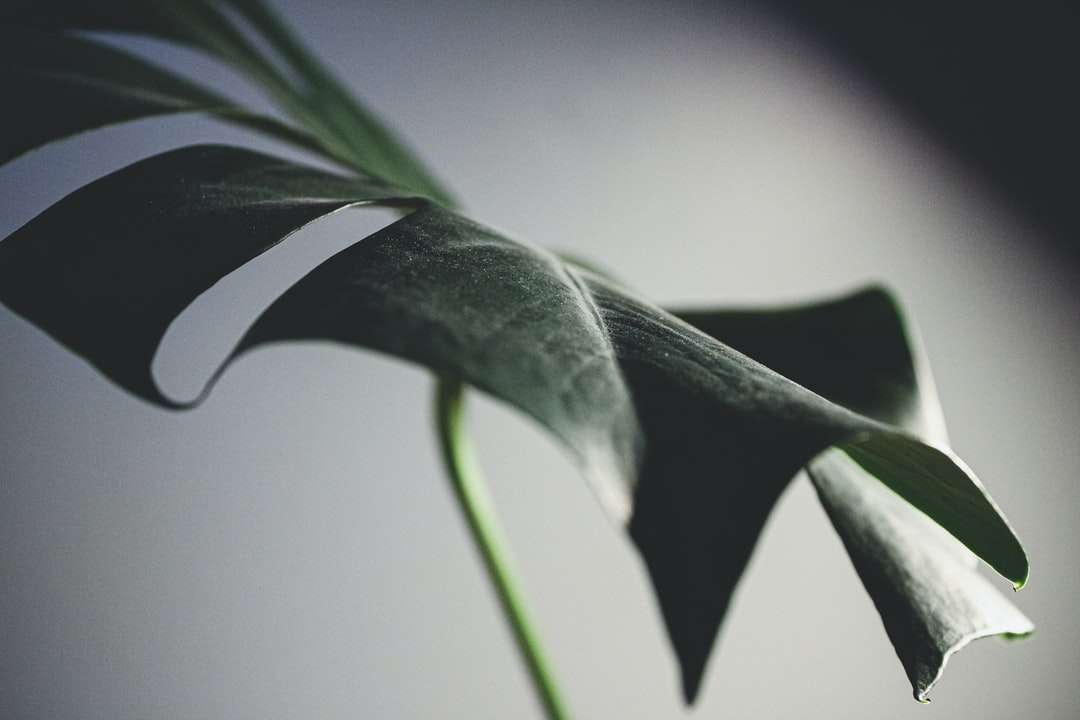 groen blad in close-up fotografie online puzzel