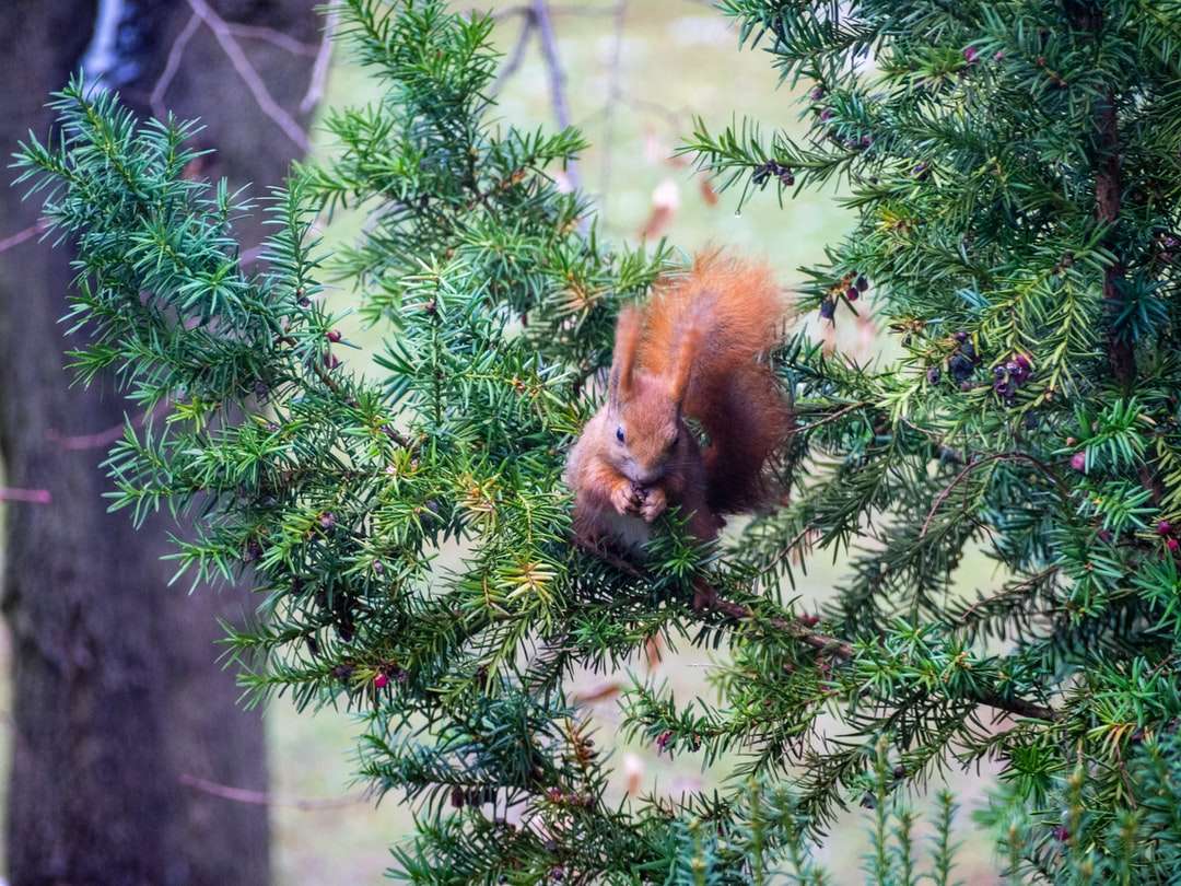 bruine eekhoorn op groene pijnboom legpuzzel online