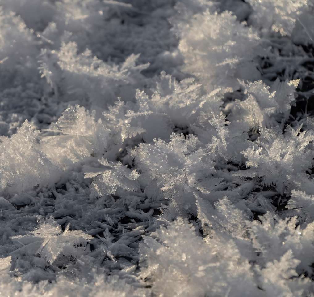 zăpadă albă pe câmpul de iarbă verde jigsaw puzzle online