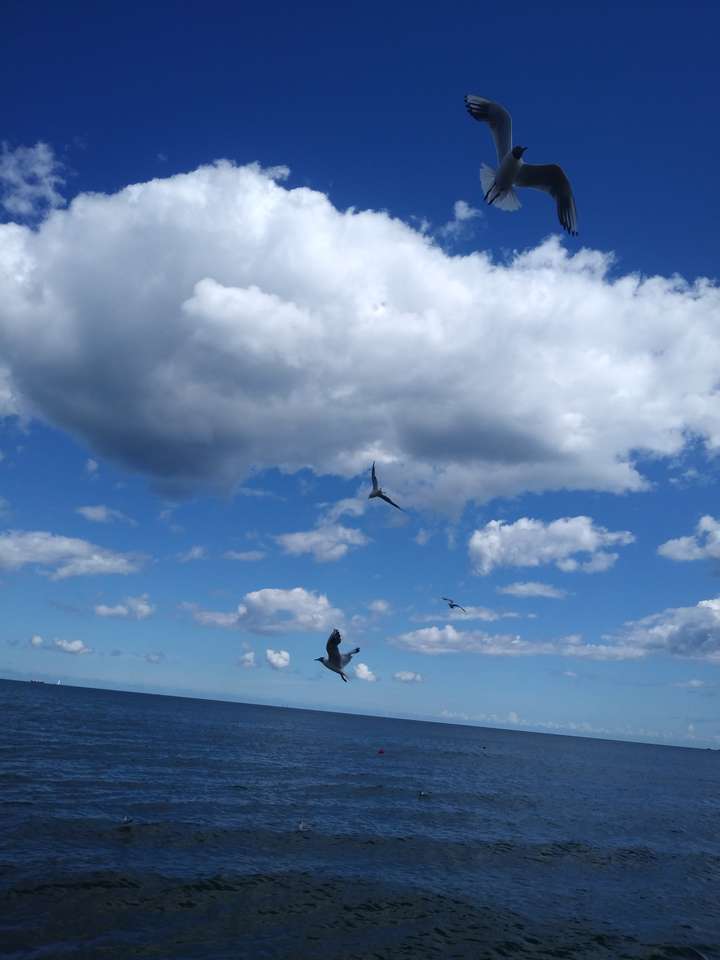 Чайки в Балтийско море онлайн пъзел