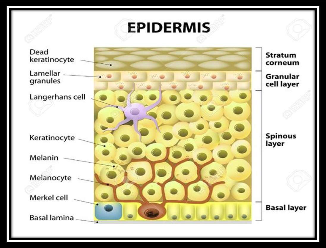 Epidermis Online-Puzzle