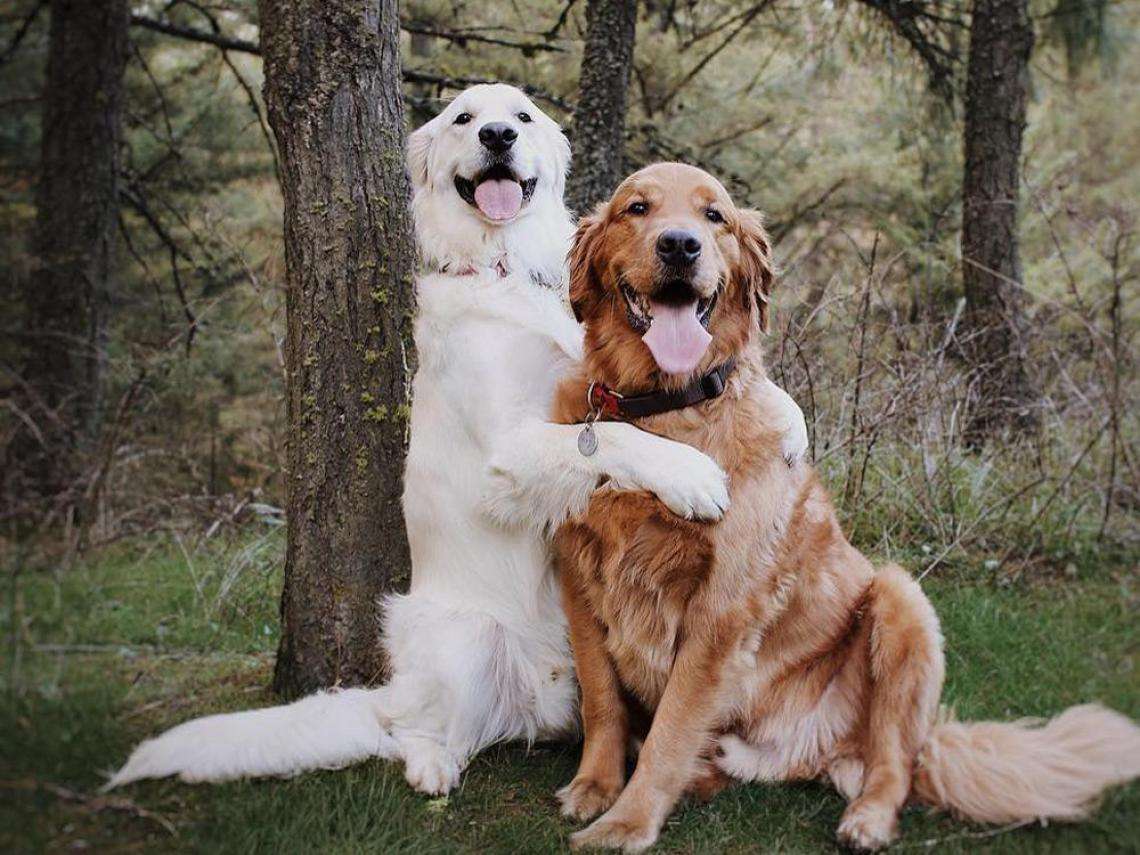 dogs hugging online puzzle