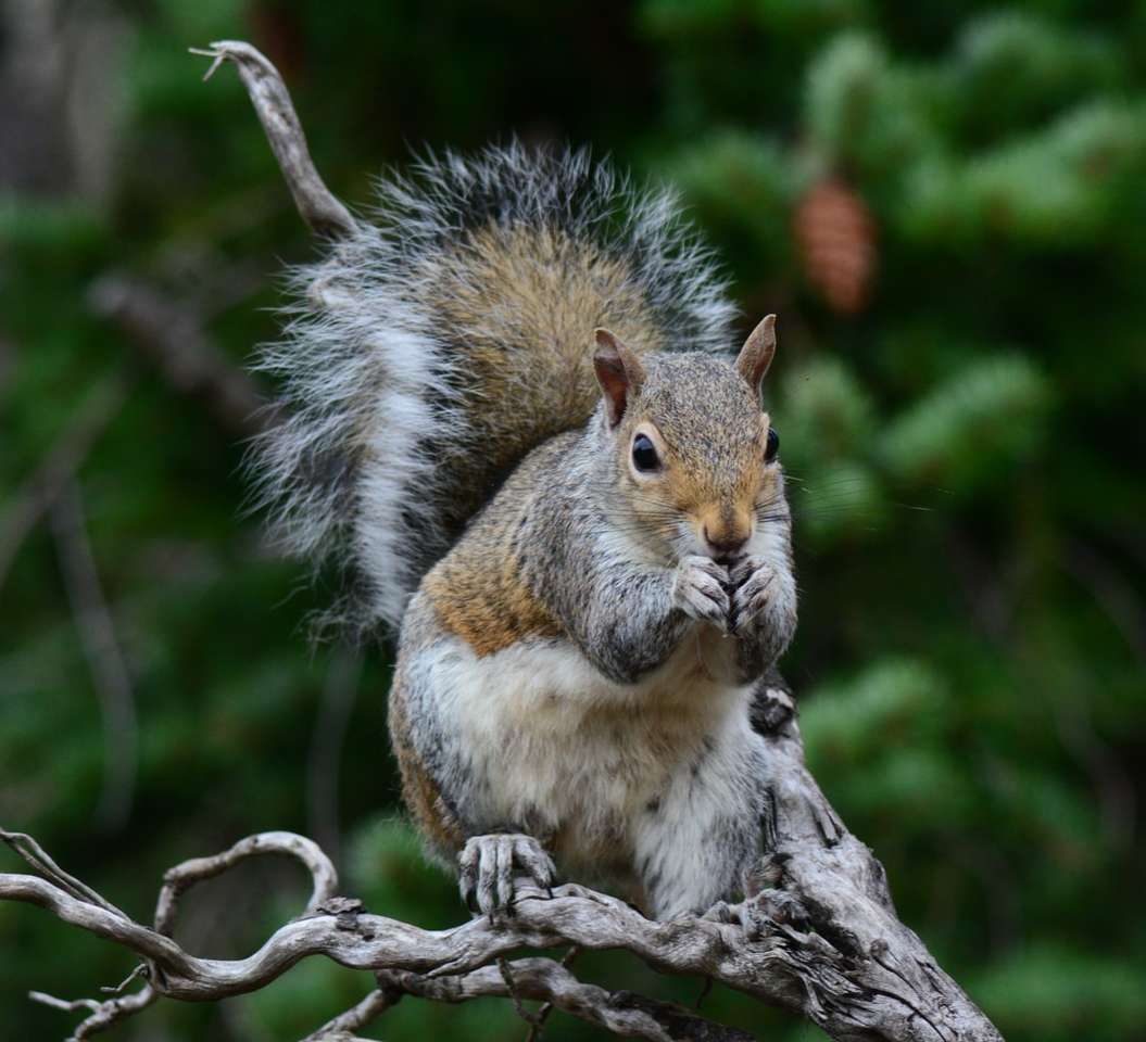 Braunes und weißes Eichhörnchen auf Ast während des Tages Puzzlespiel online