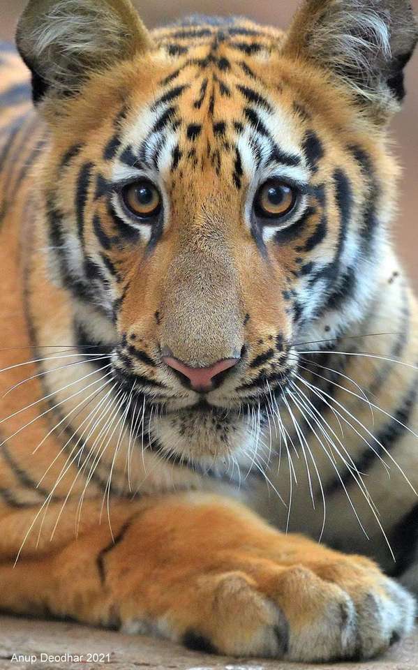 Tigerjunges Puzzlespiel online