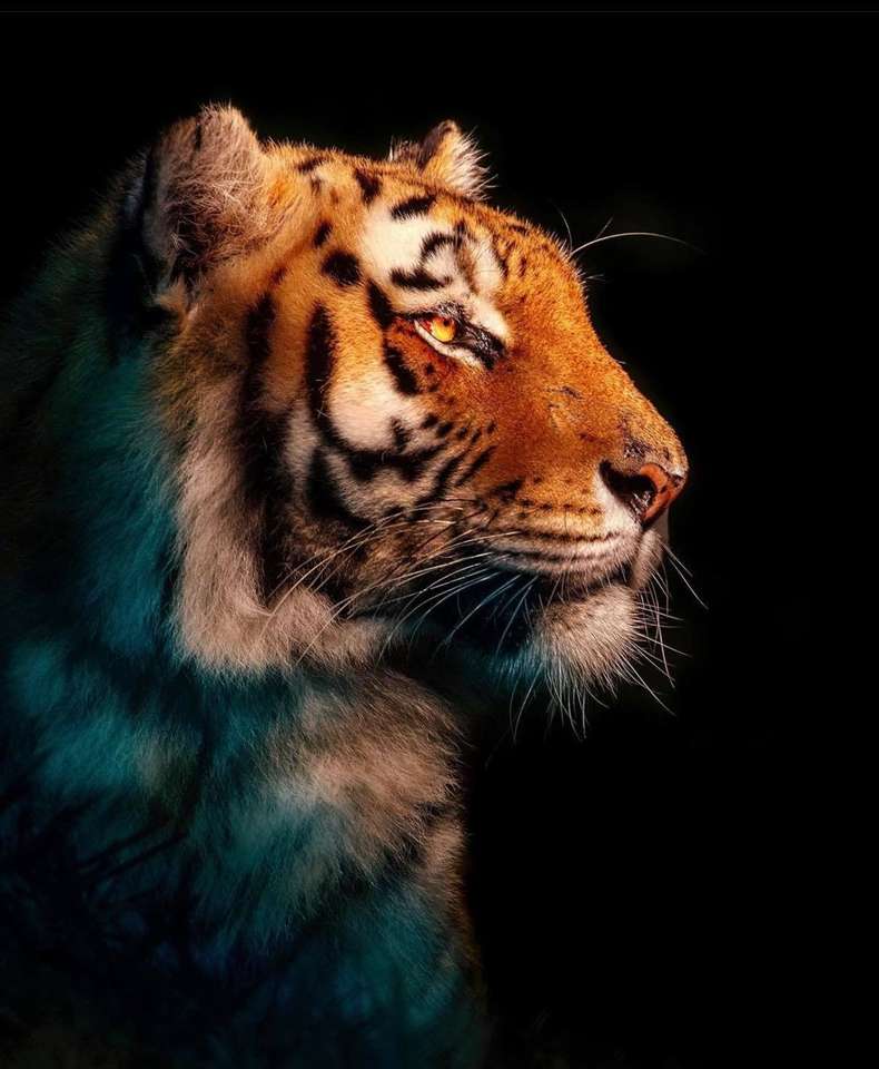 bengalischer Tiger Online-Puzzle