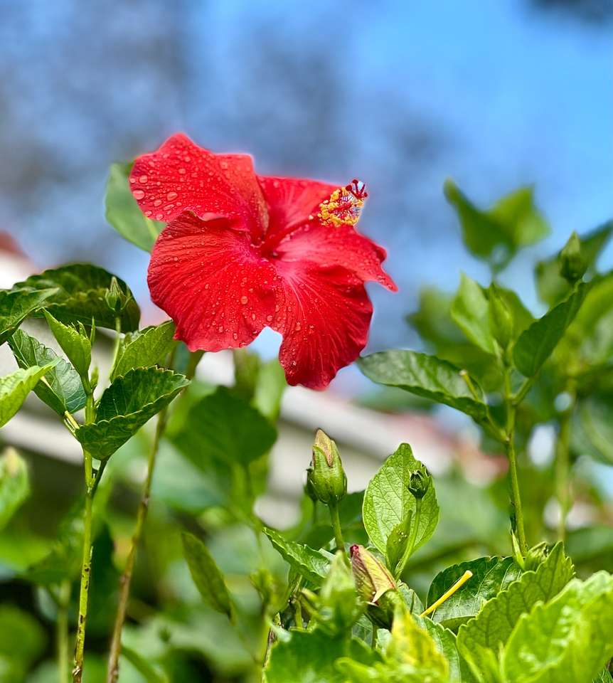 fiore rosso in lente tilt shift puzzle online