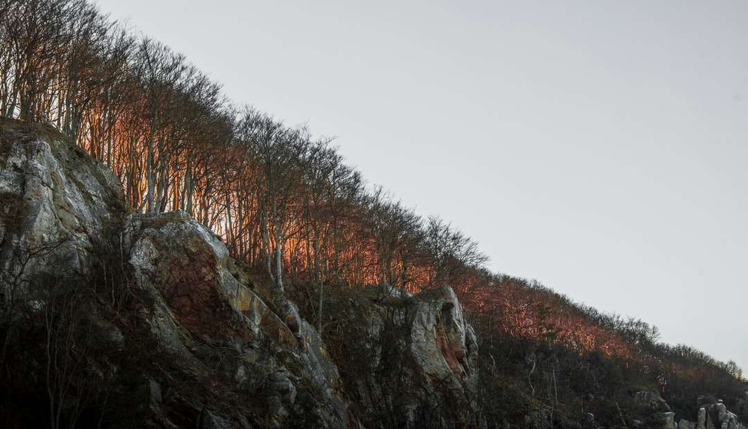 кафяви и зелени дървета на кафява скалиста планина онлайн пъзел