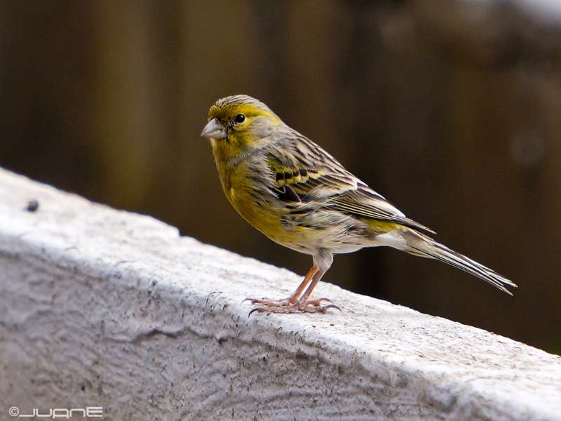 canary on the wall jigsaw puzzle online