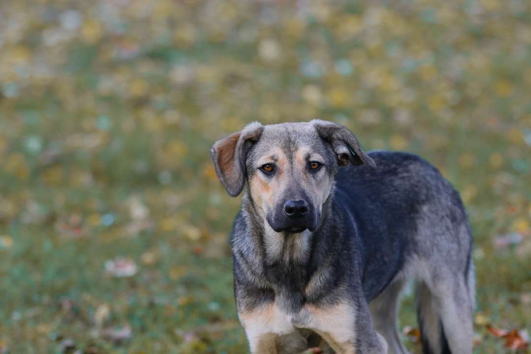 cão de pelo curto marrom e preto no campo de grama verde puzzle online