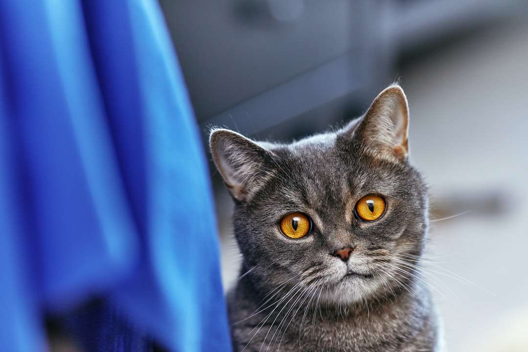 Ρωσική μπλε γάτα σε μπλε ύφασμα παζλ online