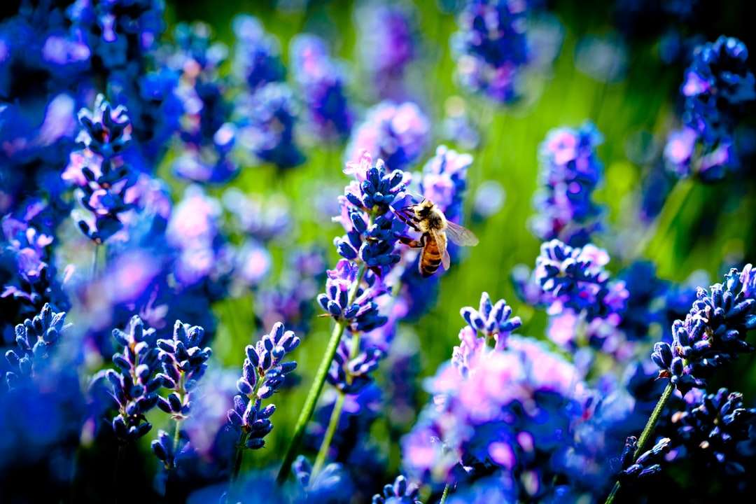 μωβ λουλούδι με μέλισσα στην κορυφή παζλ online