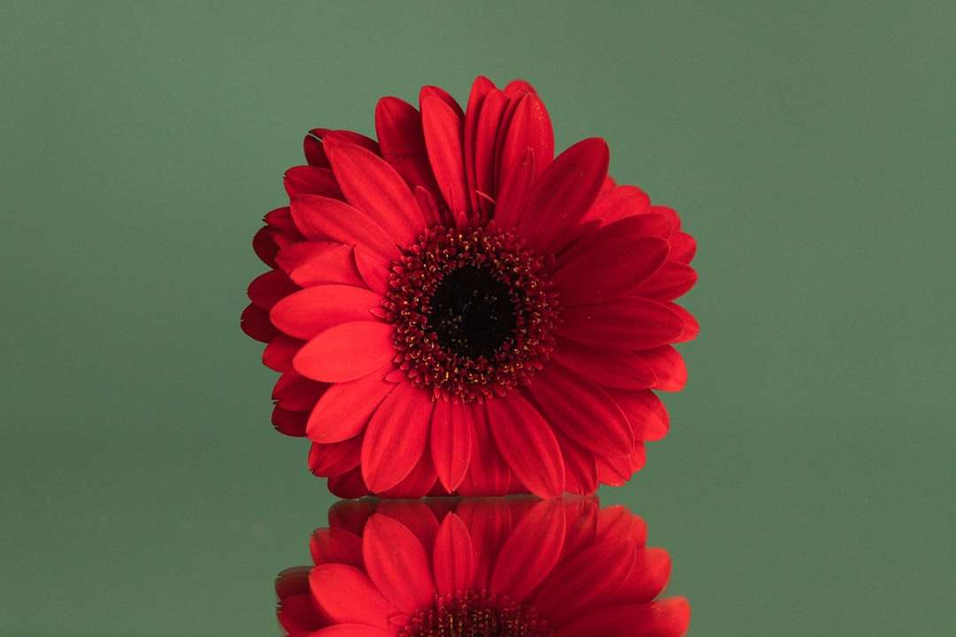 Fiore rosso nella fotografia da vicino puzzle online