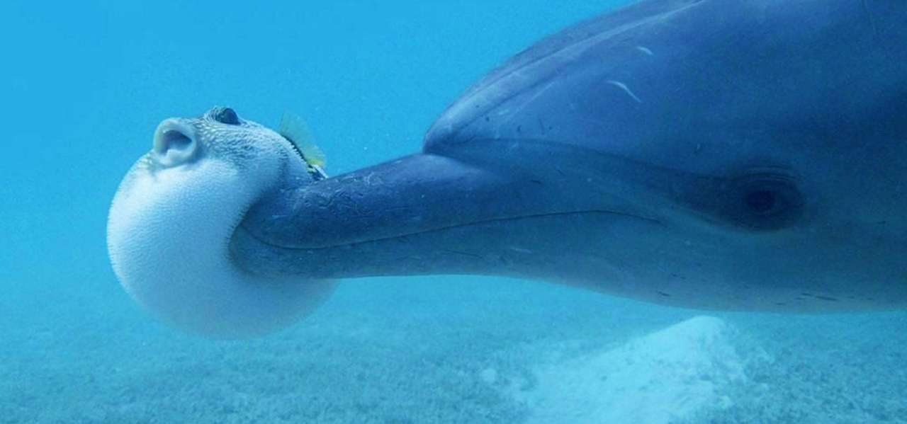 Delfin pussel på nätet