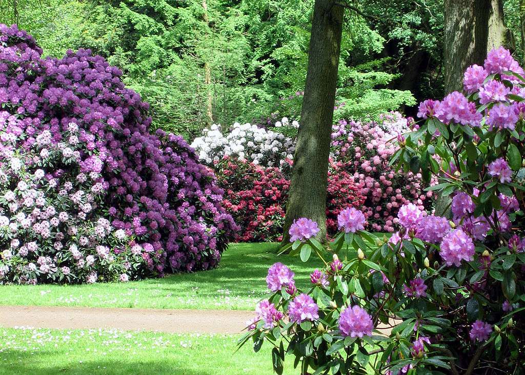 Парк Рододендрон и ботаническа градина в Бремен онлайн пъзел