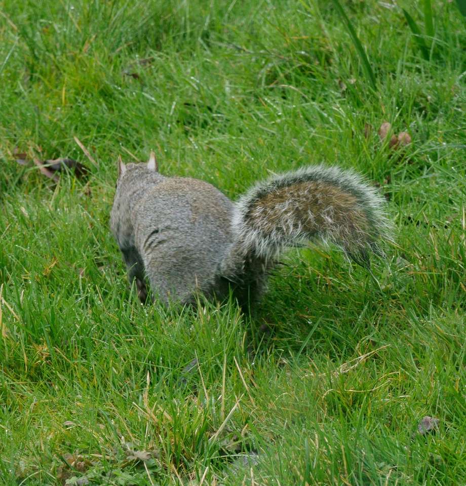 szürke mókus nappal a zöld füvön kirakós online