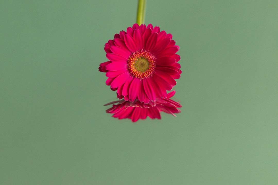 fleur rose avec tige verte puzzle en ligne
