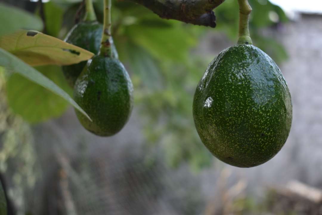 зелен овален плод на клона на дървото през деня онлайн пъзел