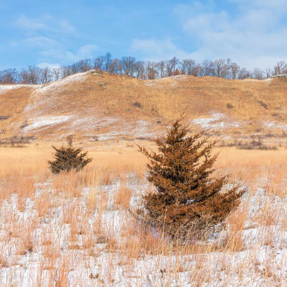 campo di erba marrone sotto il cielo blu durante il giorno puzzle online
