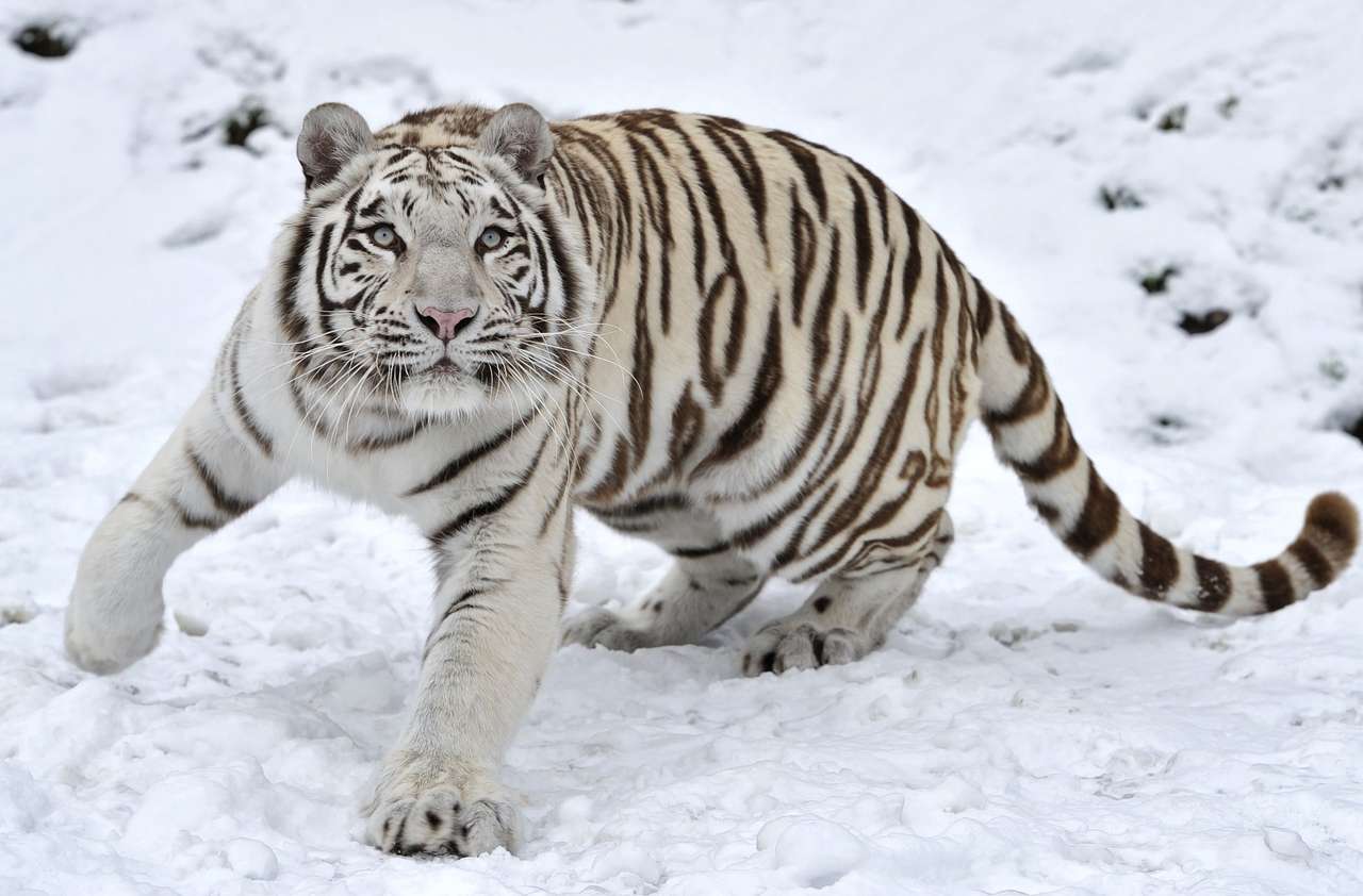 bílý tygr skládačky online
