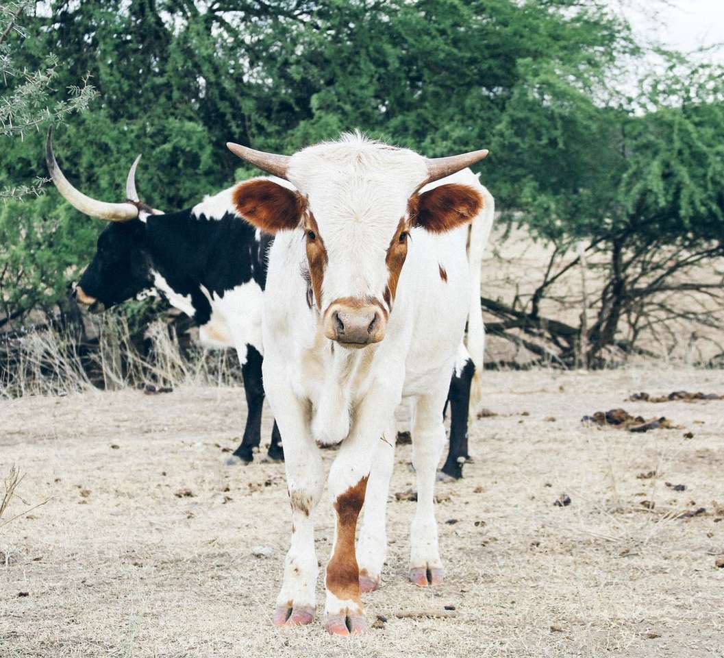 біла і коричнева корова на коричневому полі в денний час пазл онлайн