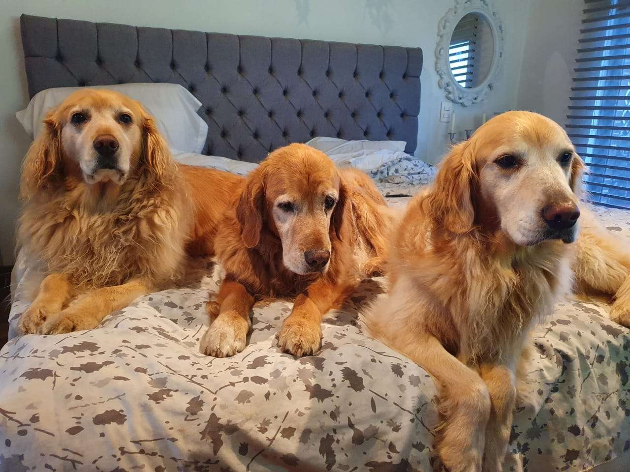 3 cachorros felizes puzzle online