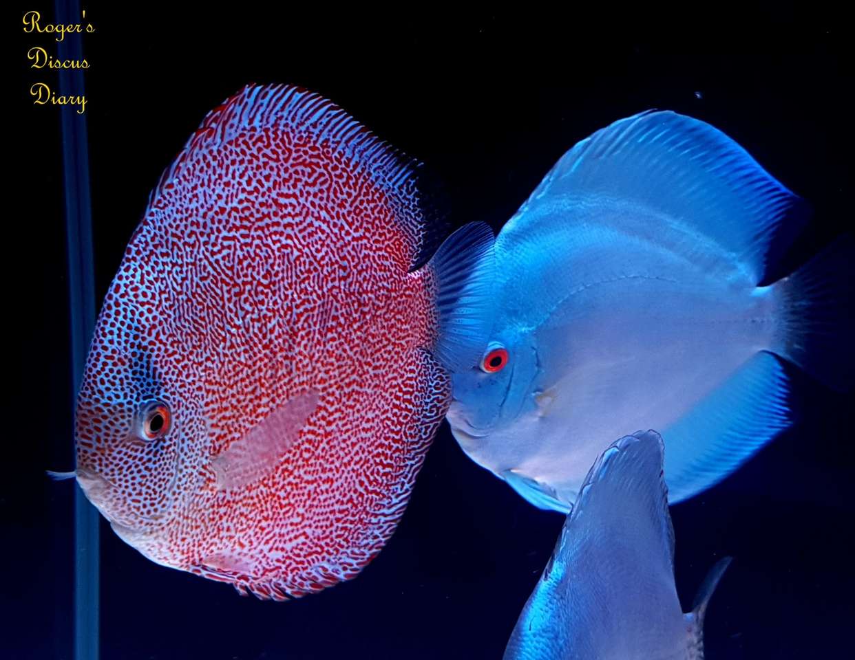 discus fish jigsaw puzzle online